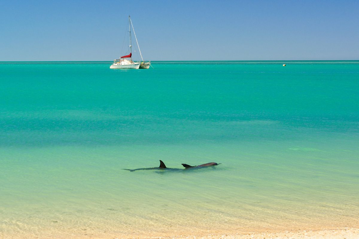 attaque d'un requin sur un catamaran en australie