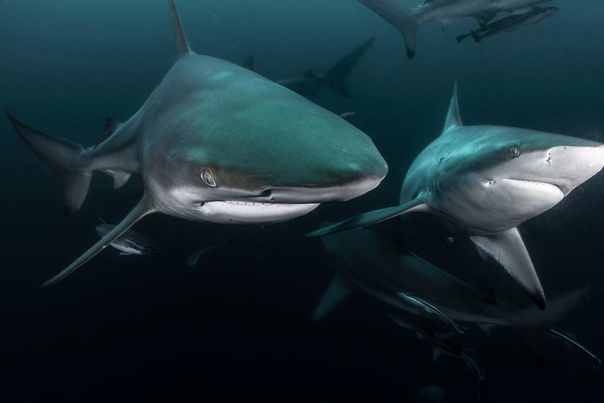 espèces de requins mortelles pour l'homme