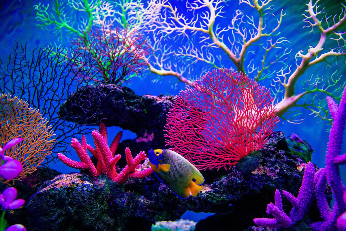 faune marine la spezia italie