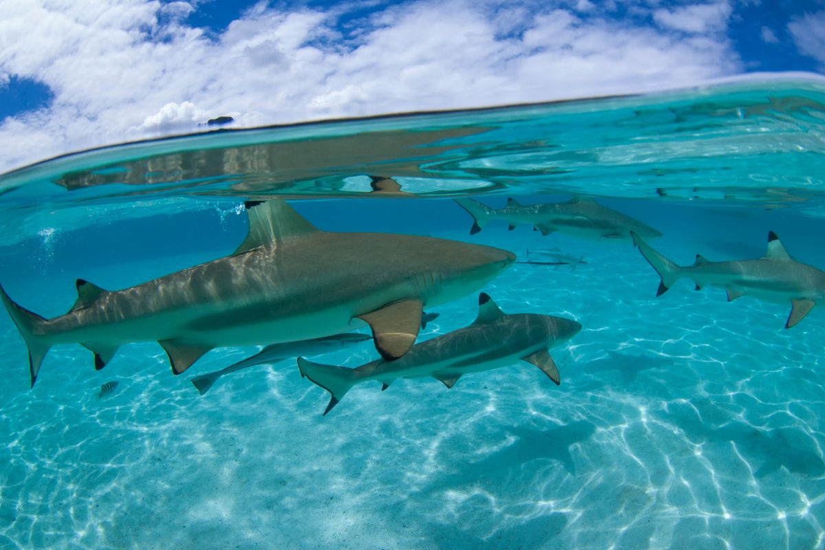 lagon avec des requins