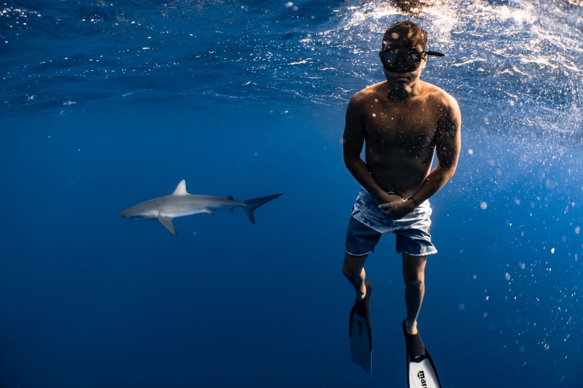 plongeur et requin