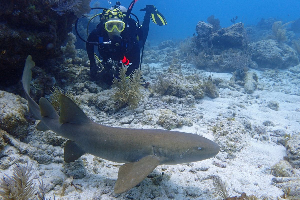 Les attaques de requins en plongée : mythes, réalités et précautions