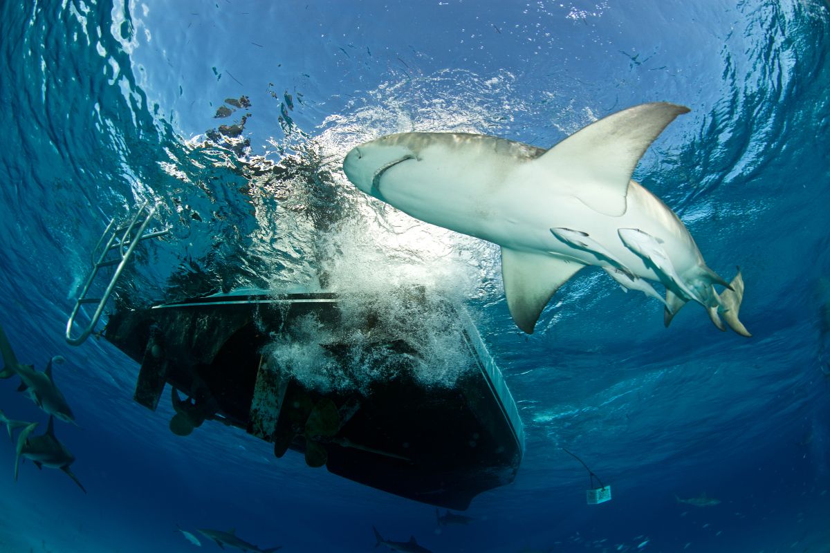 Attaque de requins sur un catamaran en Australie : Le récit d&rsquo;un sauvetage inespéré
