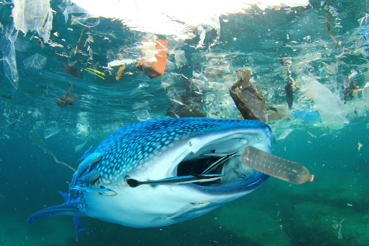 risque de la pollution sur la faune marine