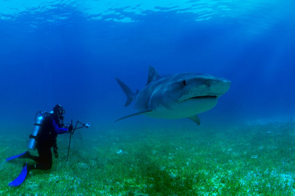 risque requin en plongée