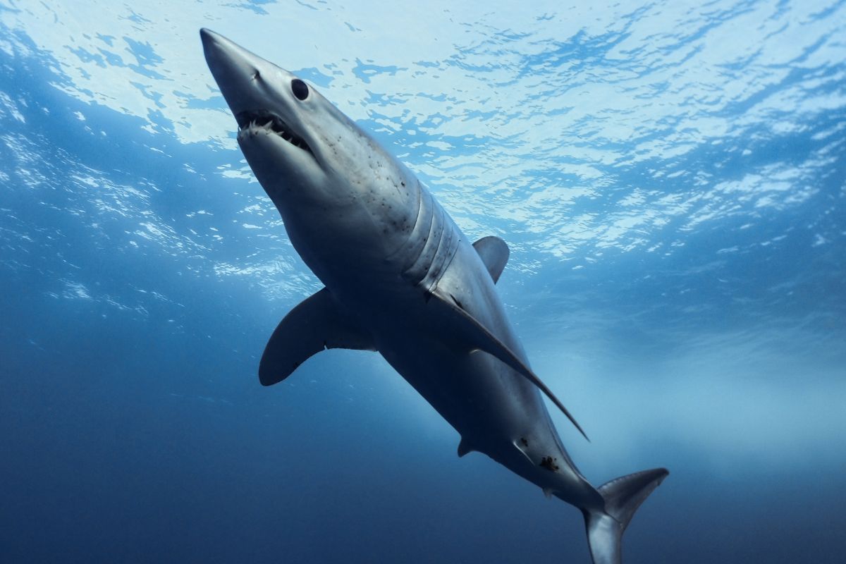 type de requin ayant attaqué la catamaran