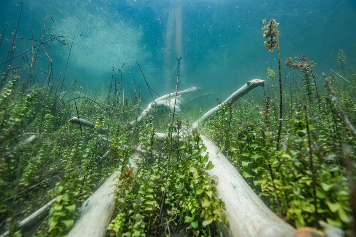 vie aquatique dans océan gelé