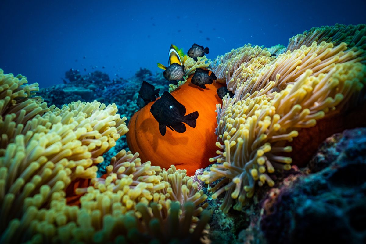 vie sous marine à trinidad et tobago