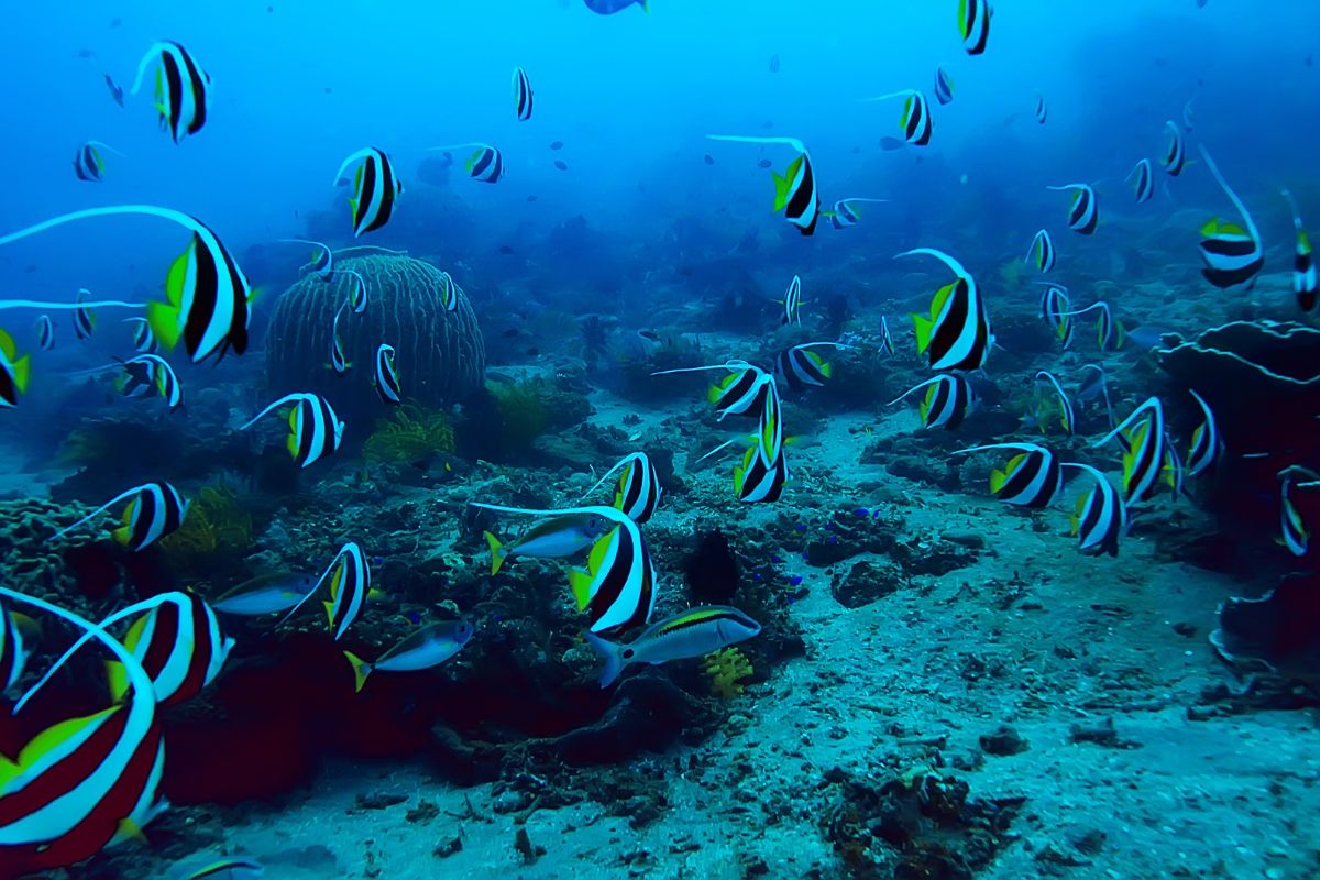 vie sous marine lors d'une 1ère plongée