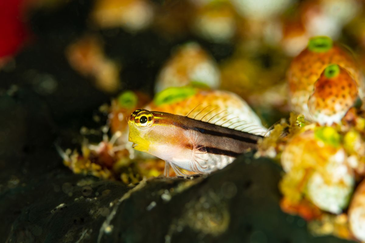 Blennie secrétaire à tête épineuse caraibes
