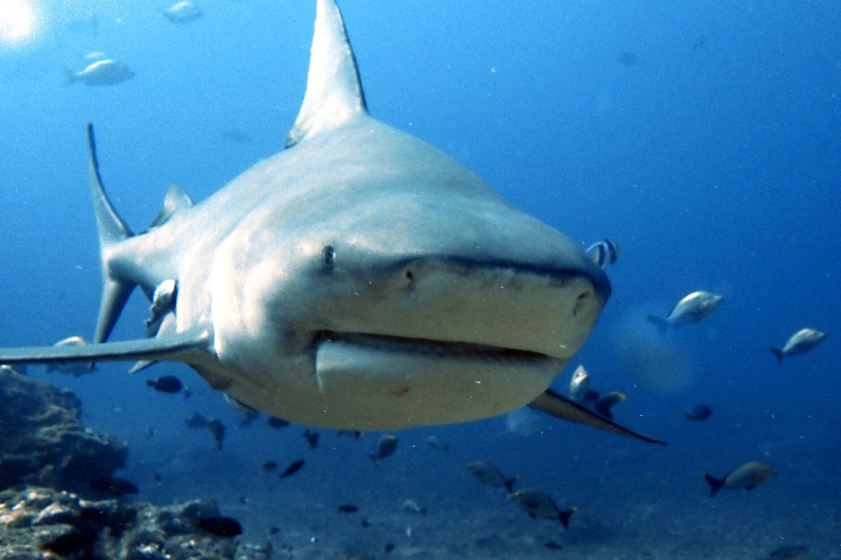 anatomie du requin taureau