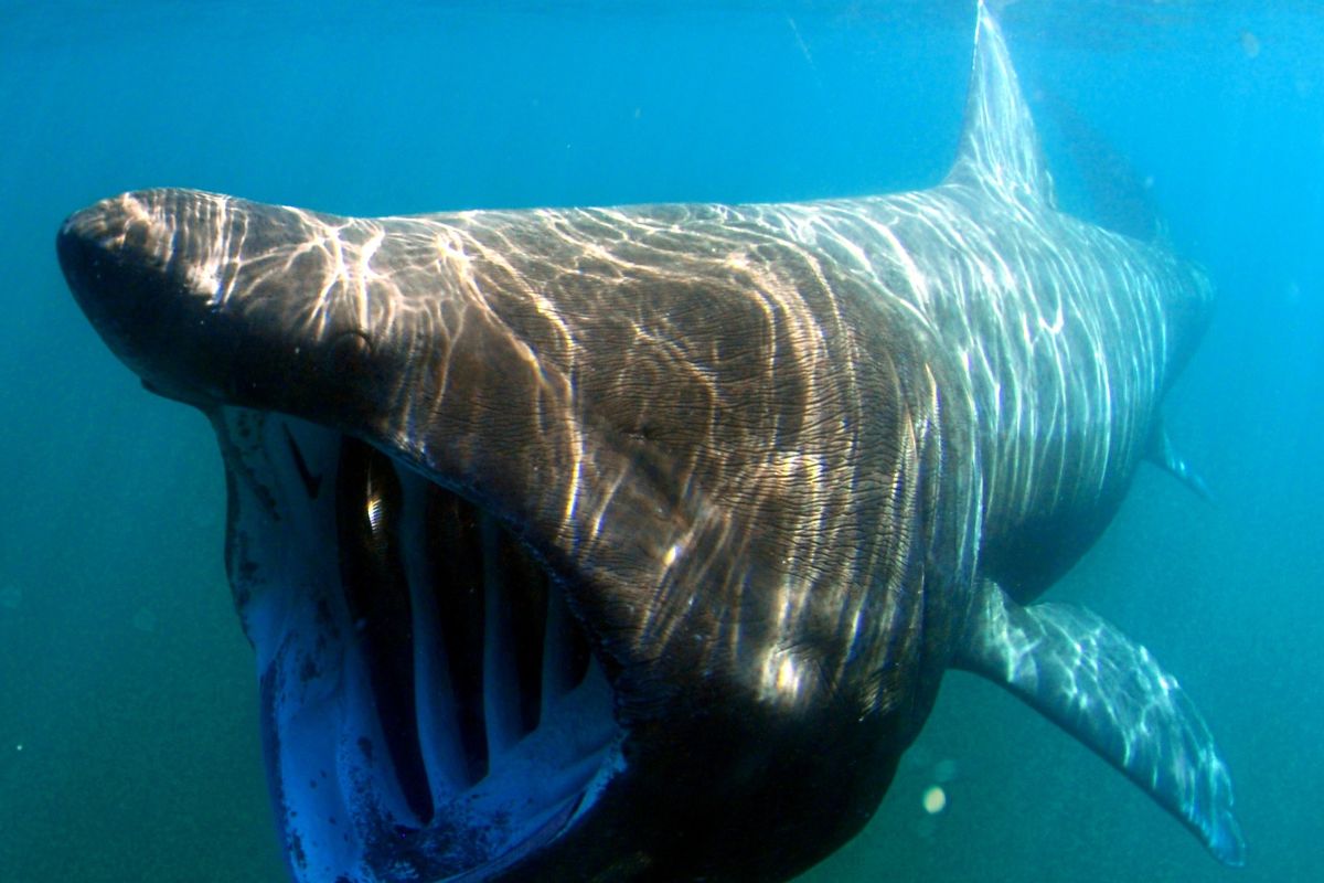 danger requin pèlerin