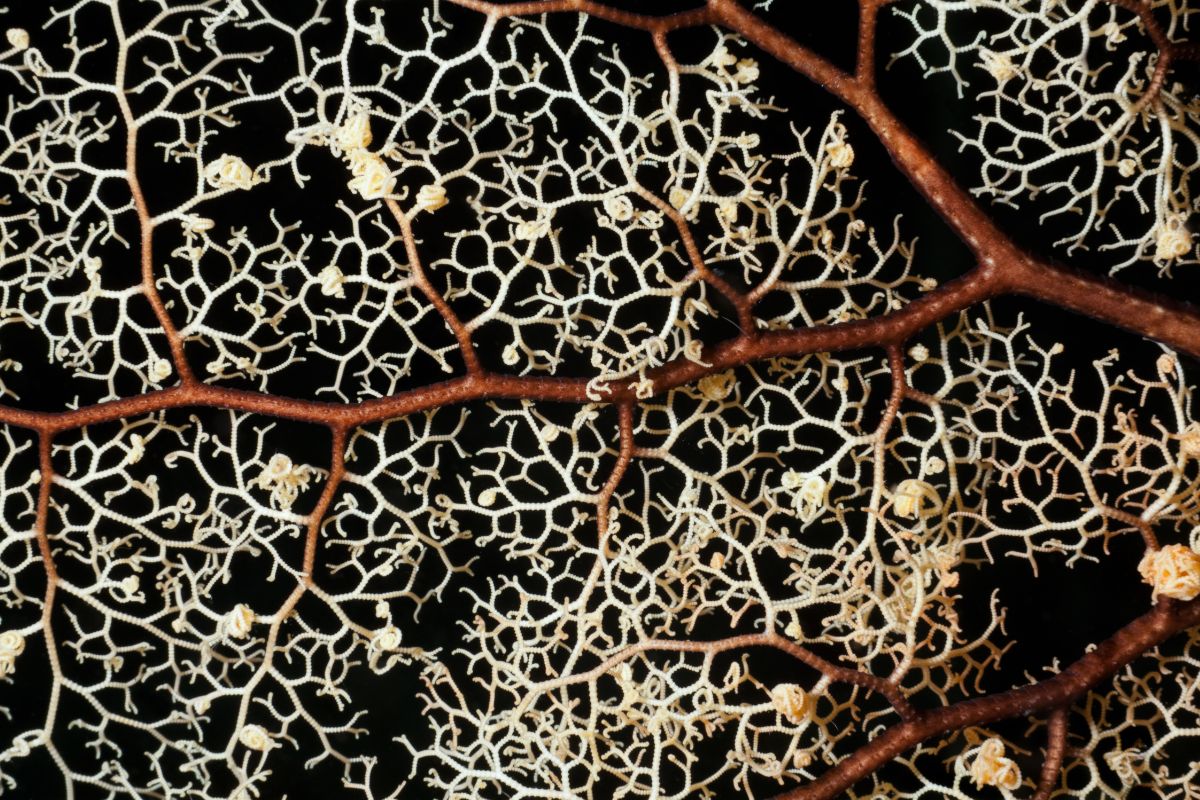 gorgonocéphale de près