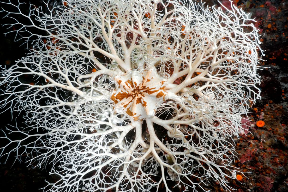 gorgonocéphale géant