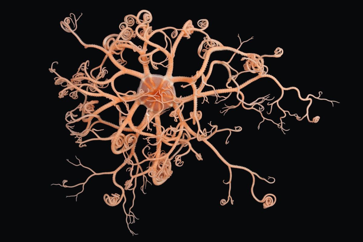 gorgonocéphale physiologie