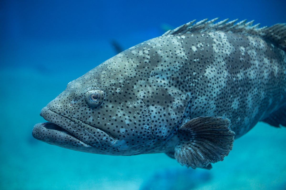 mérou goliath différentes espèces