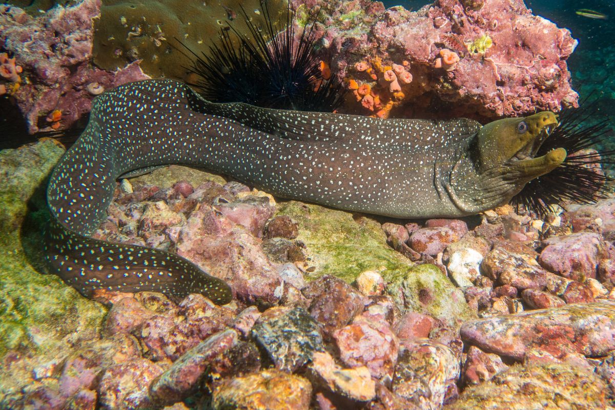 murène dans la mer méditéranée