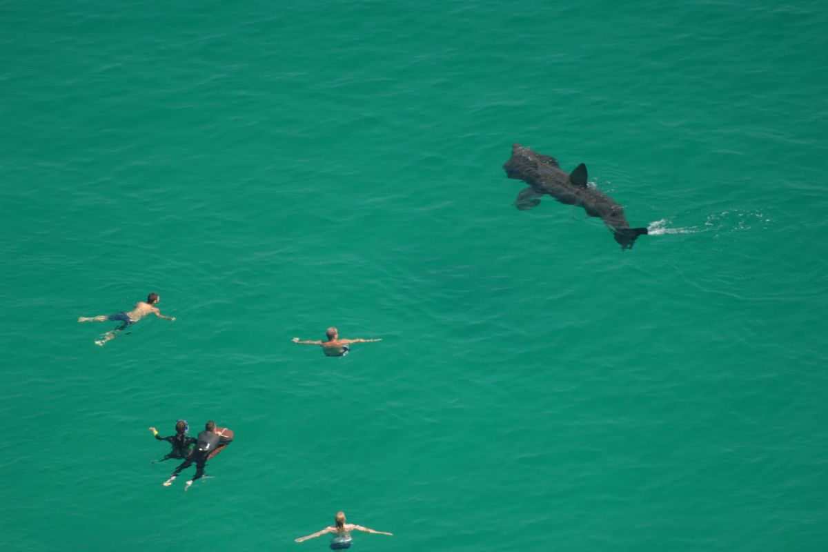 nage avec requin pèlerin