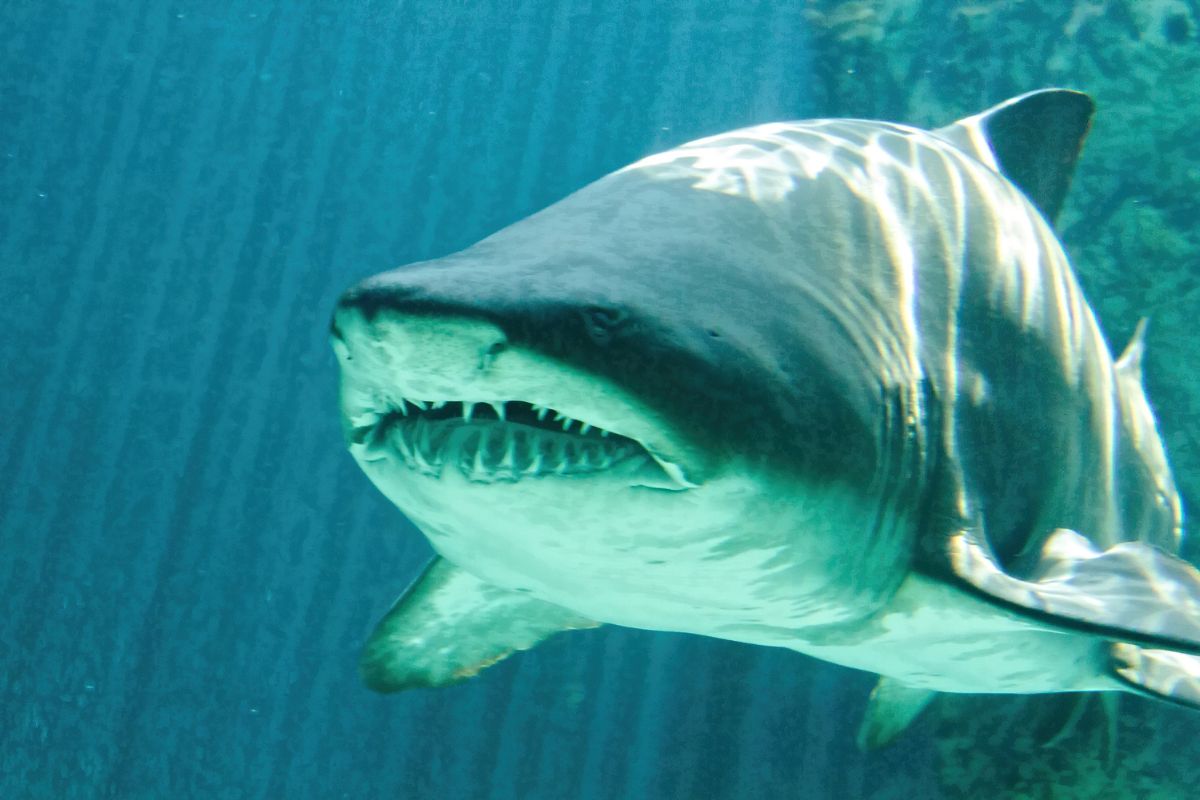 photo d'un requin taureau