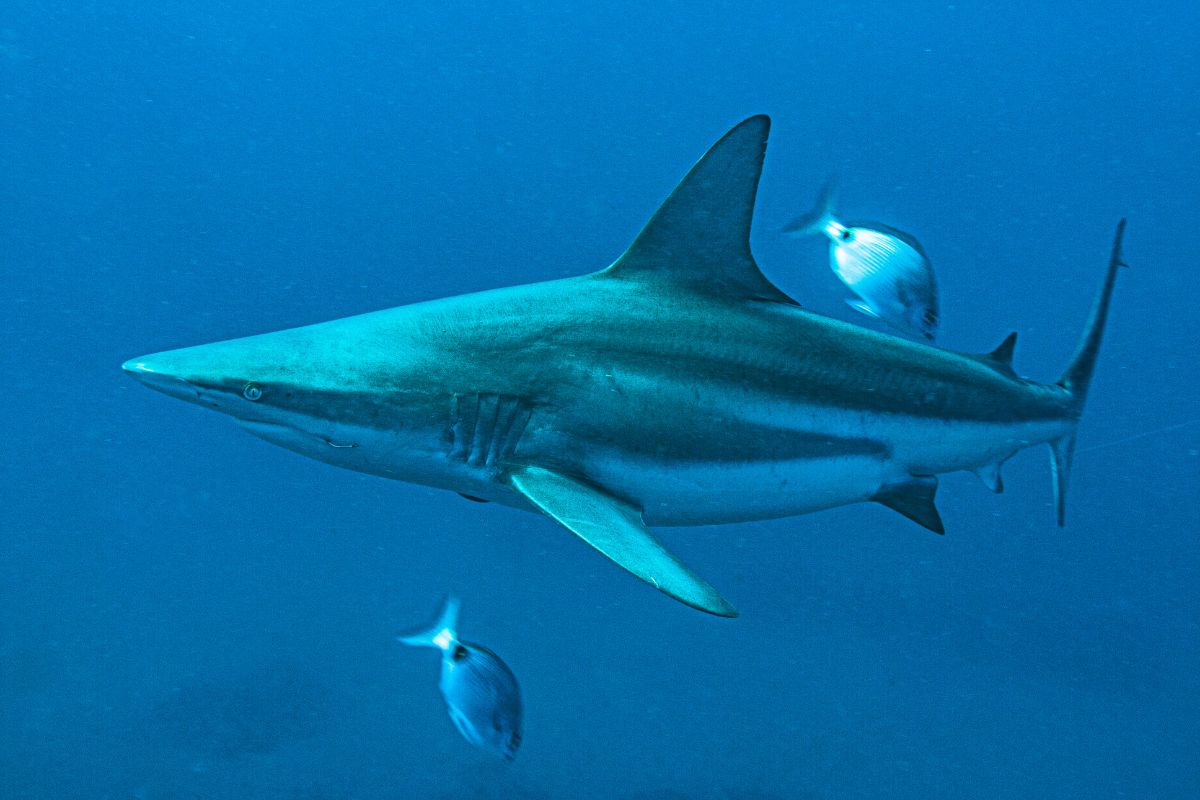 plongée sous marine avec requin en afrique du sud
