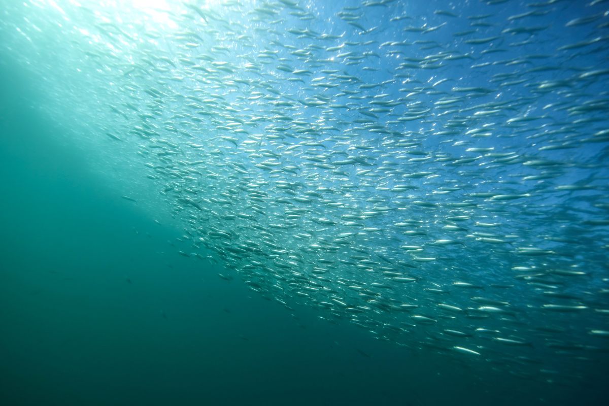 plongée sous marine avec sardines en afrique du sud