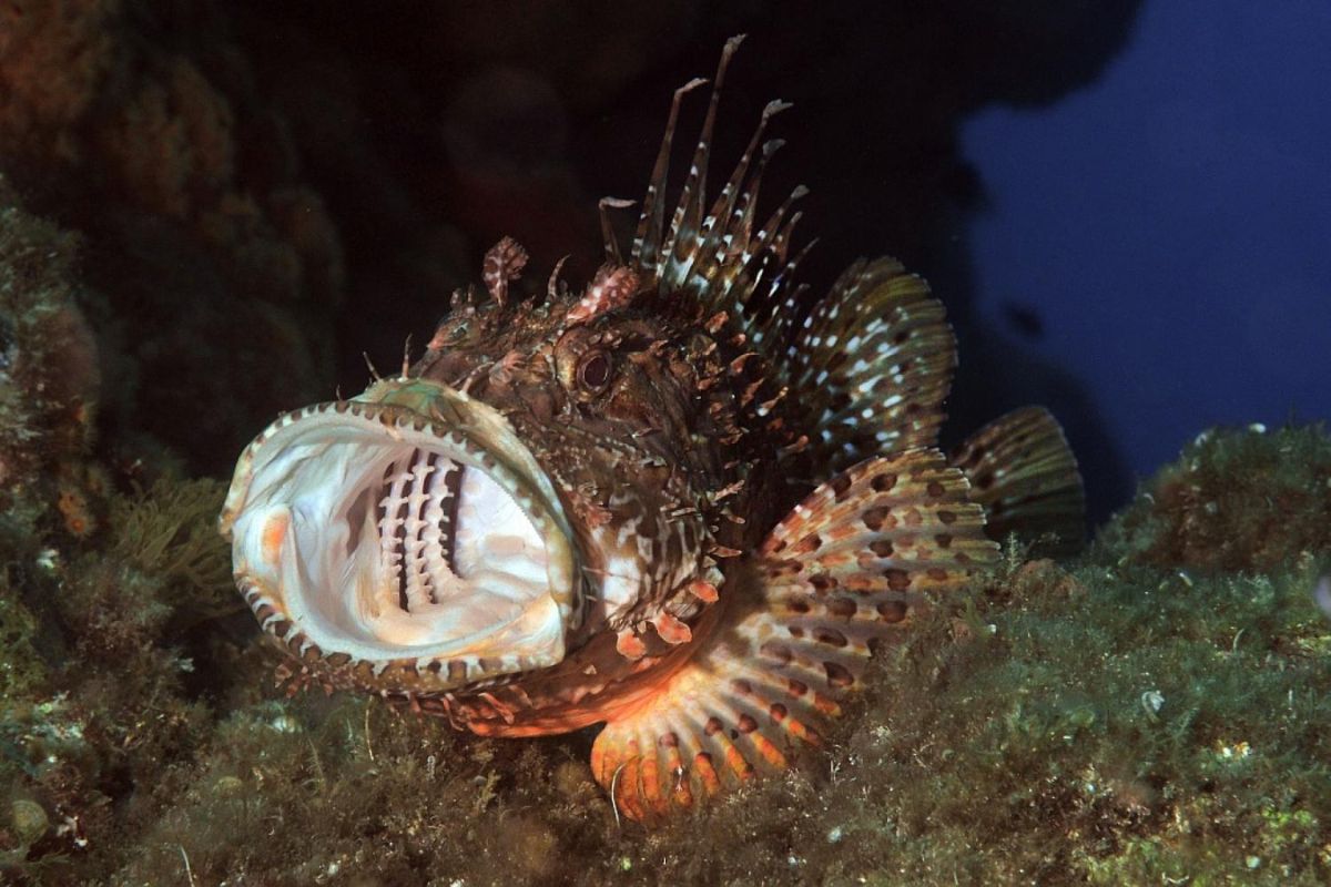poisson chapon dangers