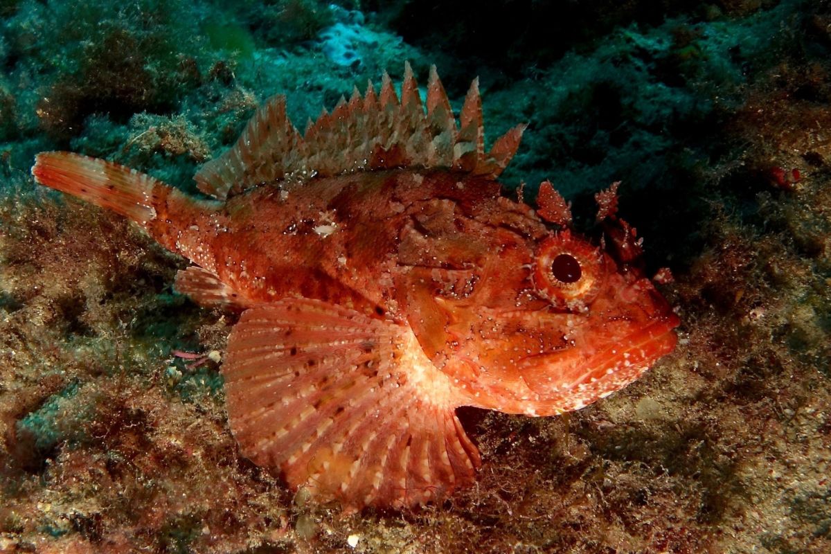 poisson chapon ou en voir