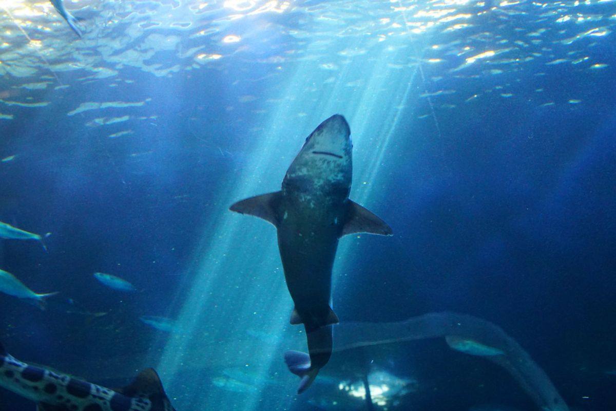 requin léopard en image