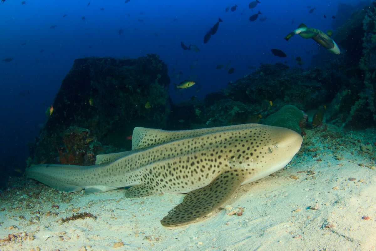 requin léopard photo et vidéo