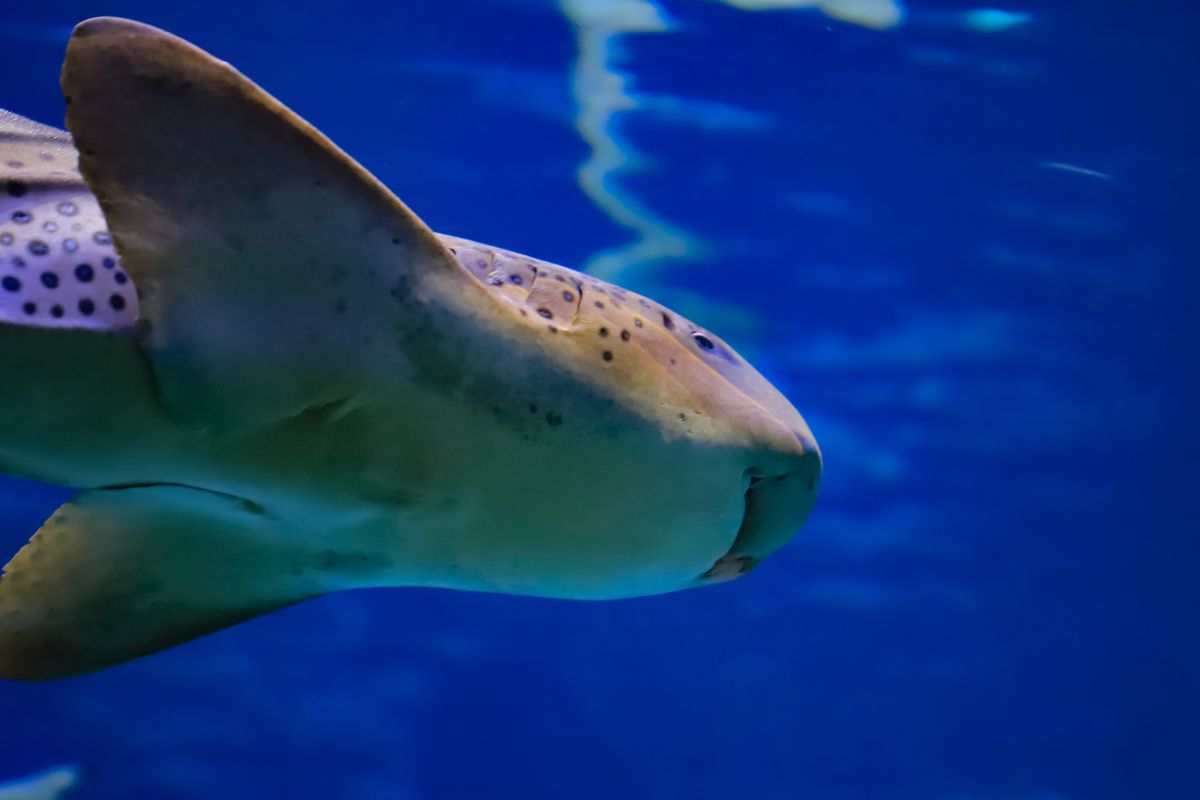 requin léopard