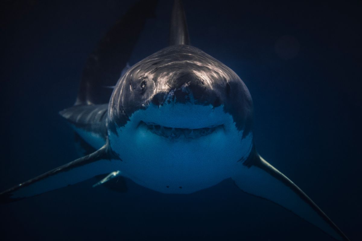 requin pèlerin