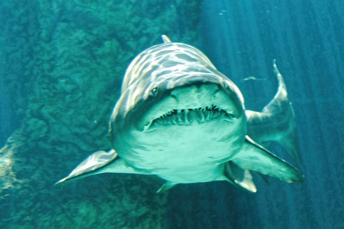 requin taureau e, plongée