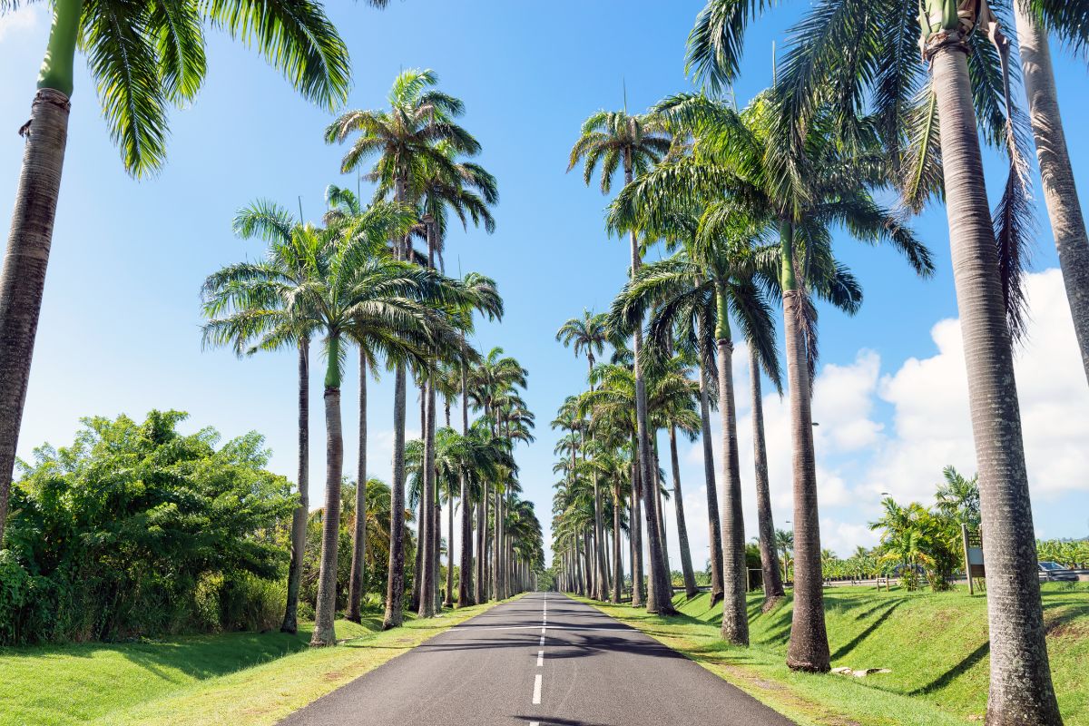 Climat de la Guadeloupe