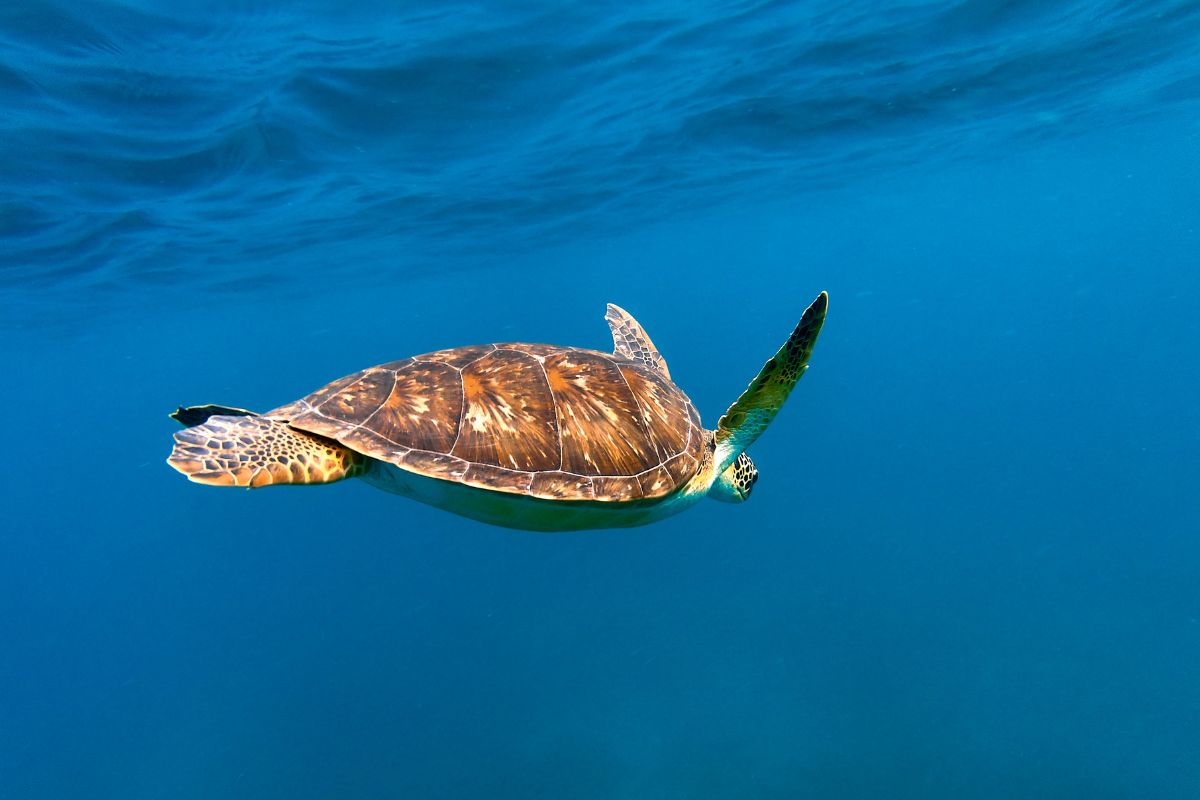 Combien coûte un voyage en Guadeloupe
