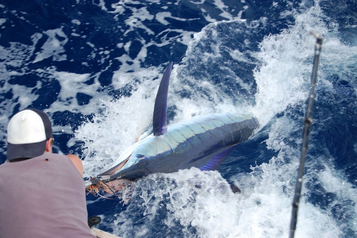 prise de requin en pêche en mer