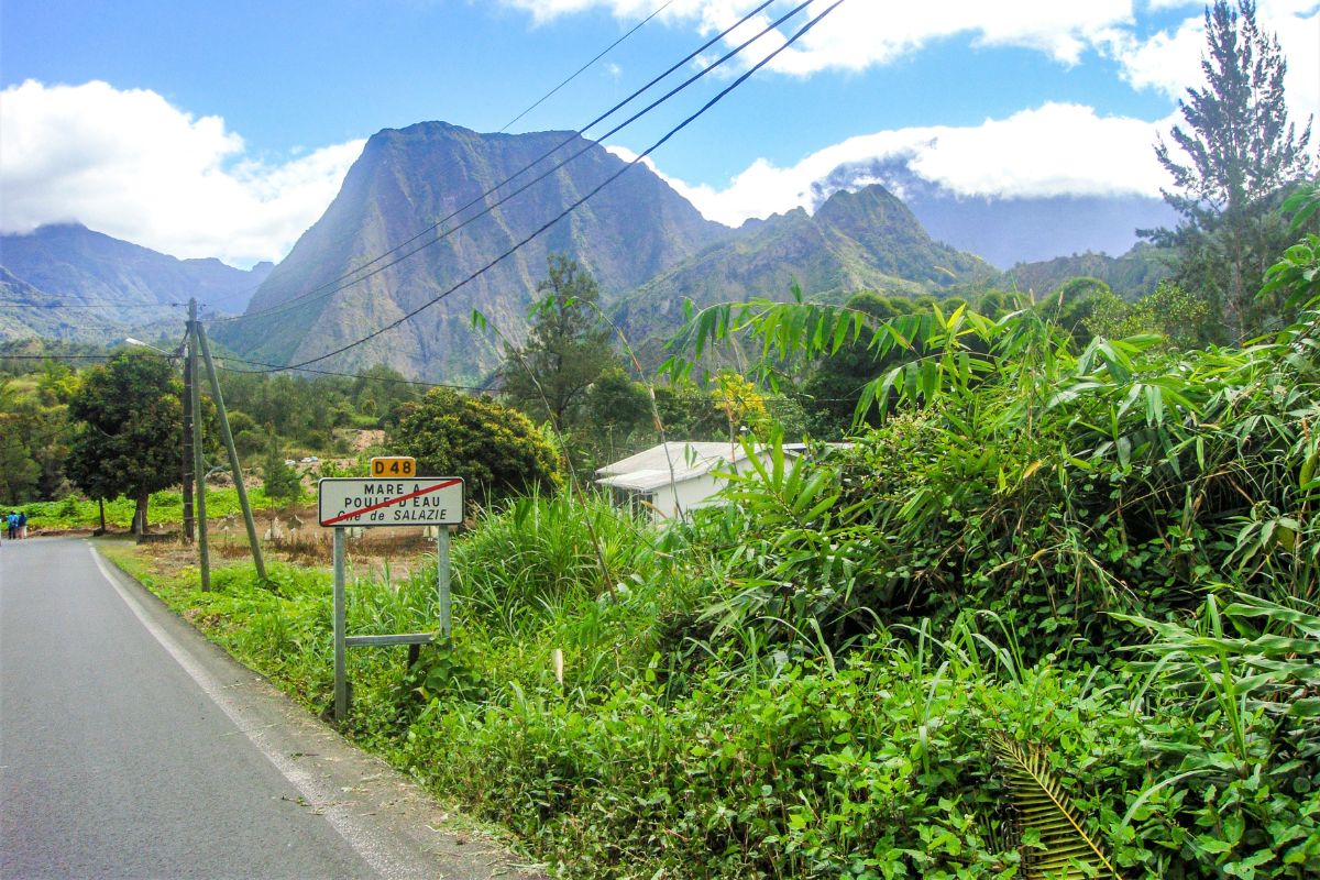 Route forestière entourée de végétation luxuriante à La Réunion