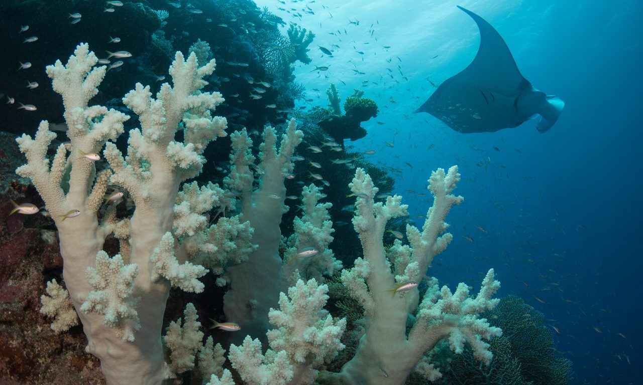 découvrez la richesse de la faune marine des eaux froides et explorez la vie fascinante cachée sous les mers polaires, entre glace et profondeur.